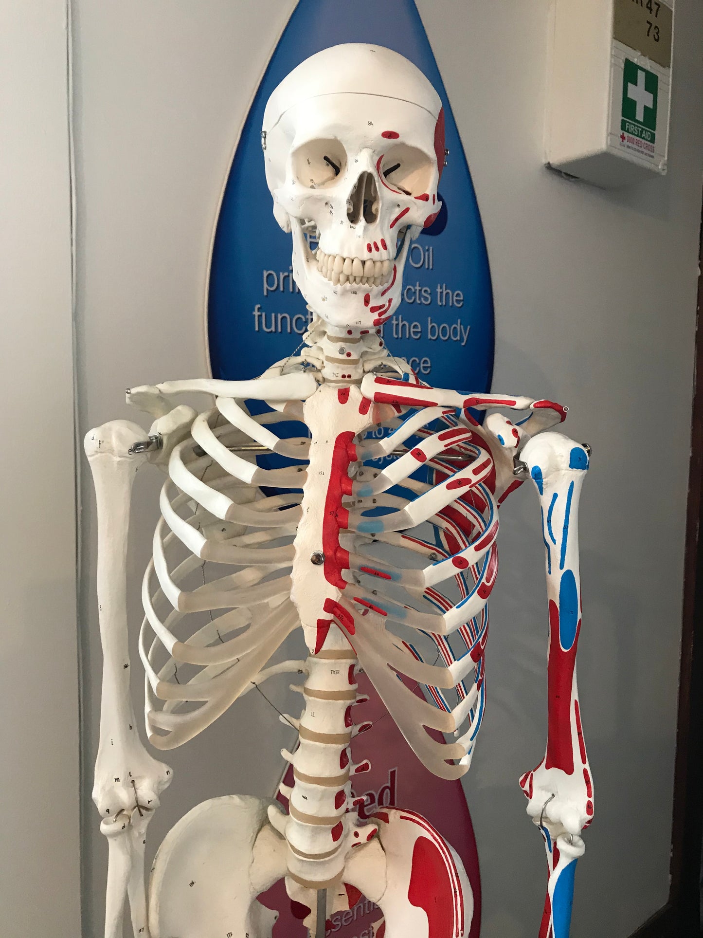 Applied Anatomy and Physiology (Micro-credential) (Level 5)