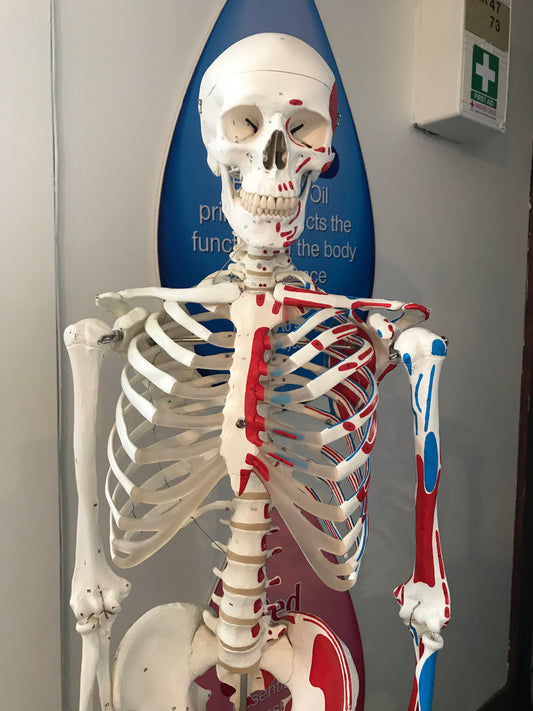 Applied Anatomy and Physiology (Micro-credential) (Level 5)